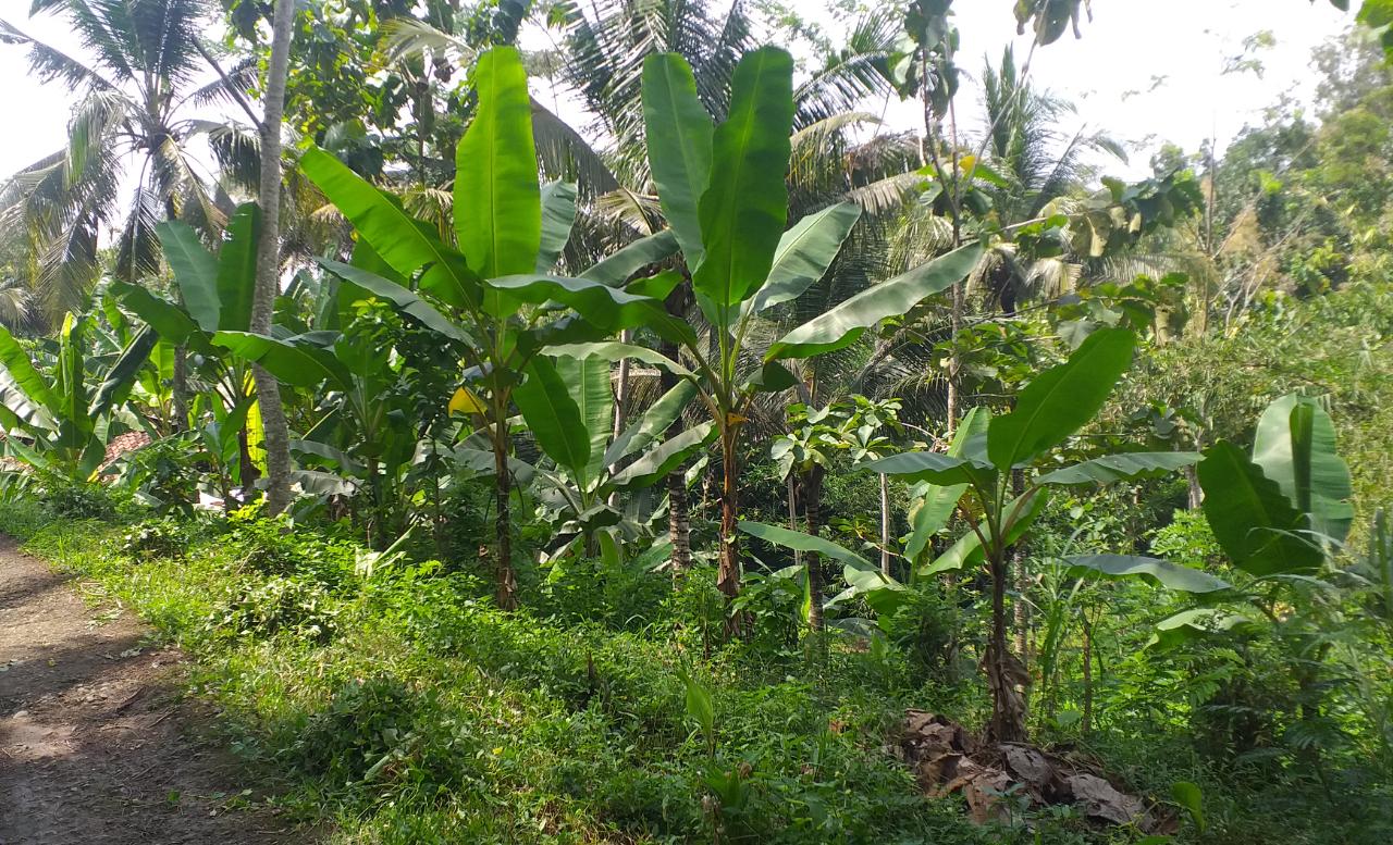 Pemanfaatan Lahan Kosong Menjadi Produktif